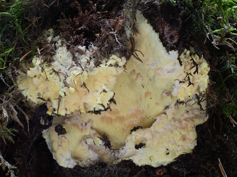 Fibroporia bohemica Fibroporia bohemica